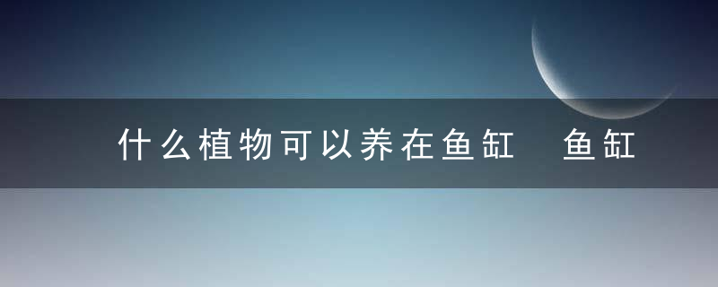 什么植物可以养在鱼缸 鱼缸里都可以养什么植物